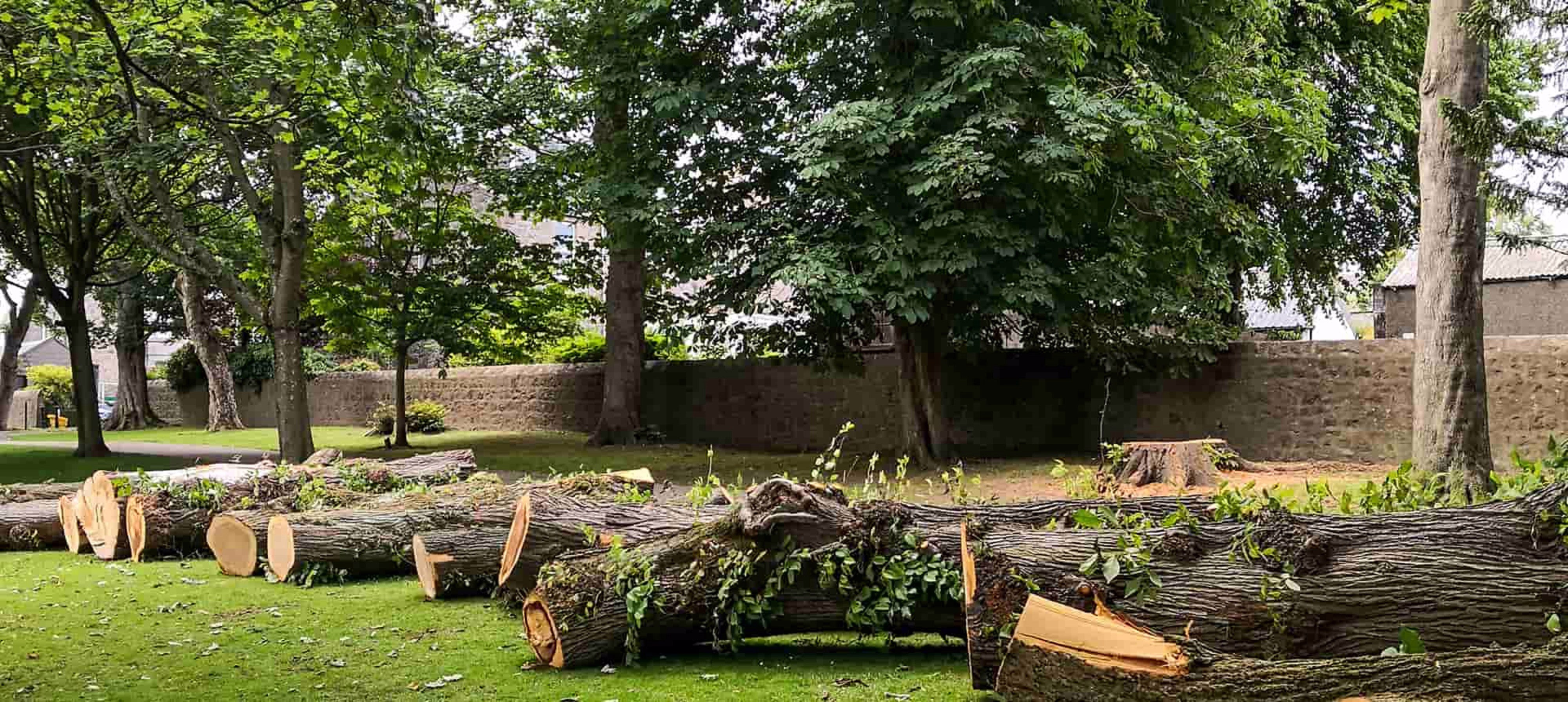 Complete tree removal process